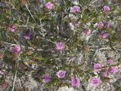 Kunzea recurva