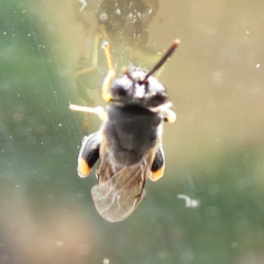 Brachymeria tibialis