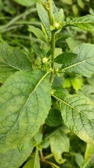 Carpesium abrotanoides