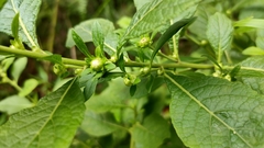 Carpesium abrotanoides