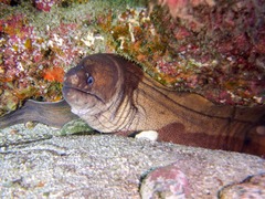 Gymnothorax unicolor