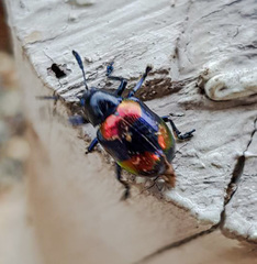 Platycorynus undatus