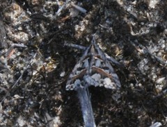 Dichromodes cirrhoplaca