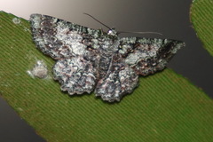 Hypodoxa conspurcata