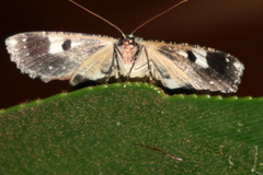 Hypodoxa conspurcata