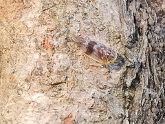 Tremulicerus tremulae