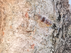 Tremulicerus tremulae