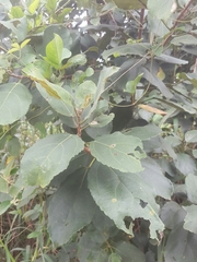 Ficus exasperata