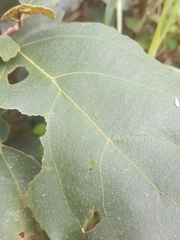 Ficus exasperata