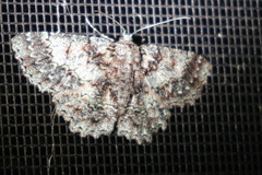 Hypodoxa conspurcata