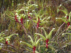 Anigozanthos bicolor decrescens