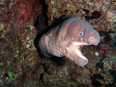 Gymnothorax unicolor