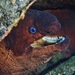 Brown Moray - Photo (c) luismartinezartola, some rights reserved (CC BY-NC)