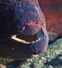 Gymnothorax unicolor