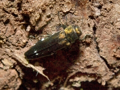 Agrilus biguttatus