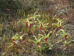 Anigozanthos bicolor decrescens
