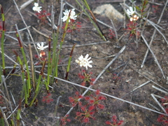 Drosera verrucata
