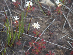 Drosera verrucata