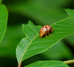 Podontia