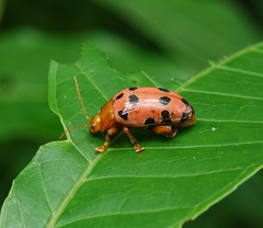 Podontia