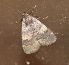 Hydrillodes dimissalis