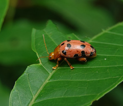 Podontia