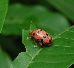 Podontia