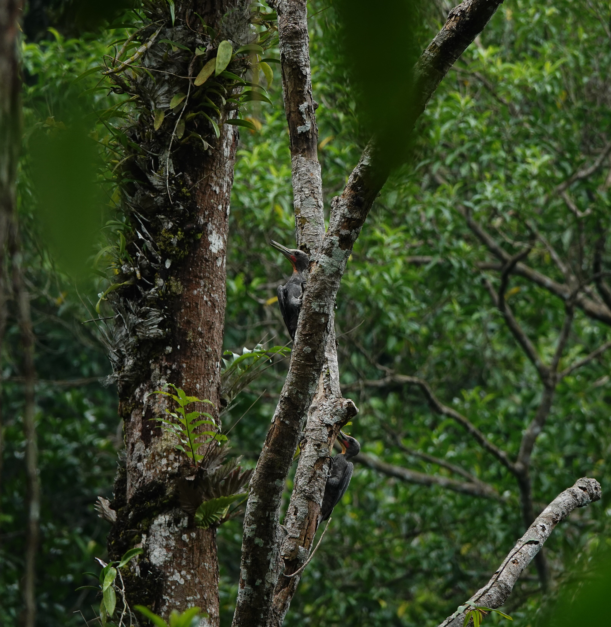 Great Slaty Woodpecker (Mulleripicus pulverulentus)