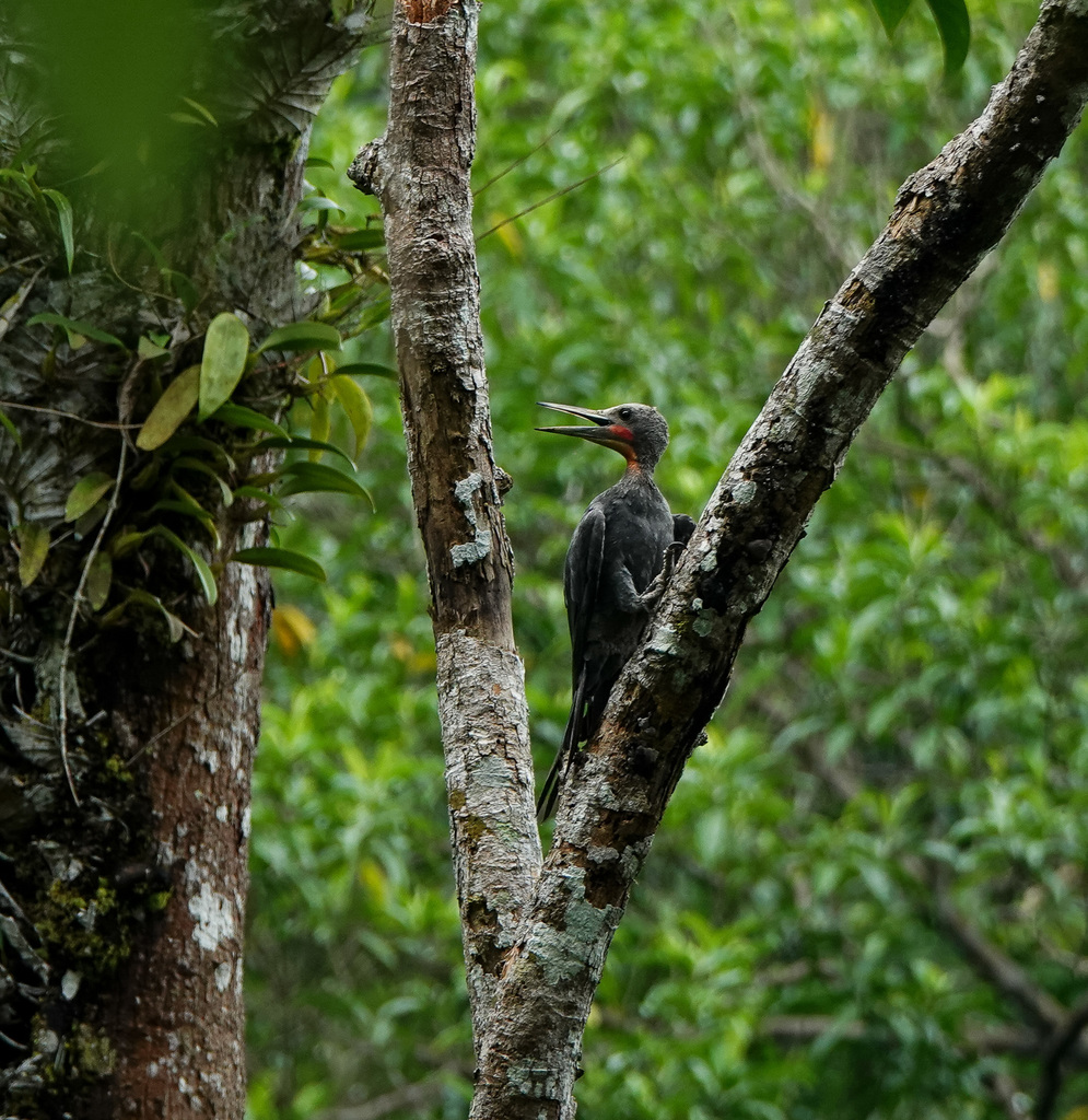 Great Slaty Woodpecker