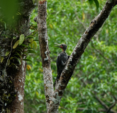 Mulleripicus pulverulentus