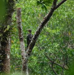 Mulleripicus pulverulentus