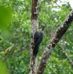 Mulleripicus pulverulentus