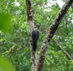 Mulleripicus pulverulentus