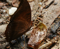 Charaxes bernardus