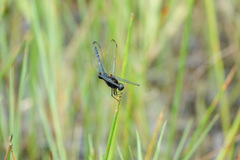 Indothemis limbata