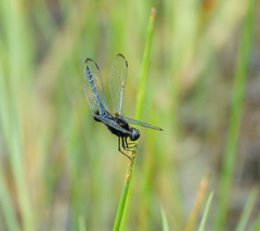 Indothemis limbata