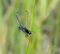 Indothemis limbata
