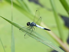Brachydiplax farinosa
