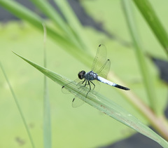 Brachydiplax farinosa