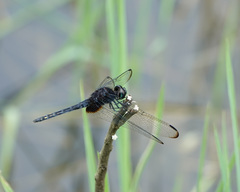 Indothemis limbata