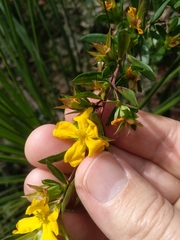 Hibbertia nitida