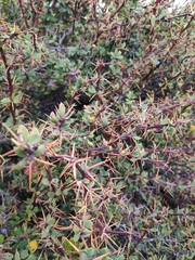 Berberis cretica