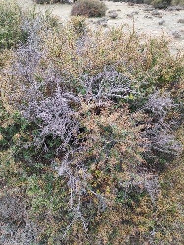 Image of Berberis cretica by (c) Ioannis Rallis, some rights reserved (CC BY)