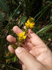 Hibbertia nitida