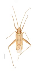 Phytocoris niveatus