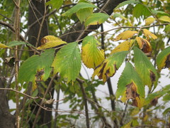 Ulmus laciniata