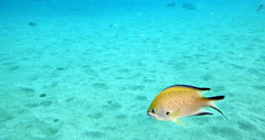Chromis limbata