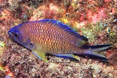 Chromis limbata