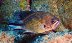Chromis limbata