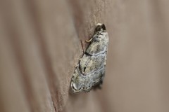 Abablemma bilineata